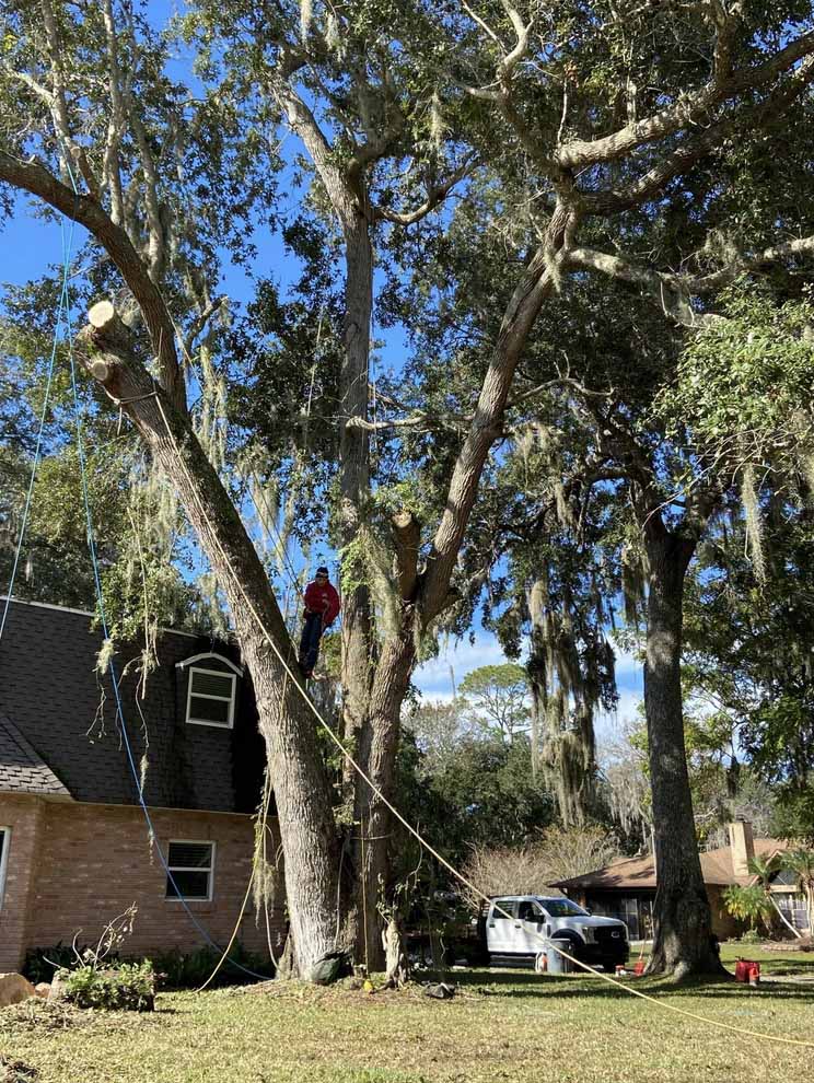 Tree Services Daytona Beach FL Tree Company Tree Solutions