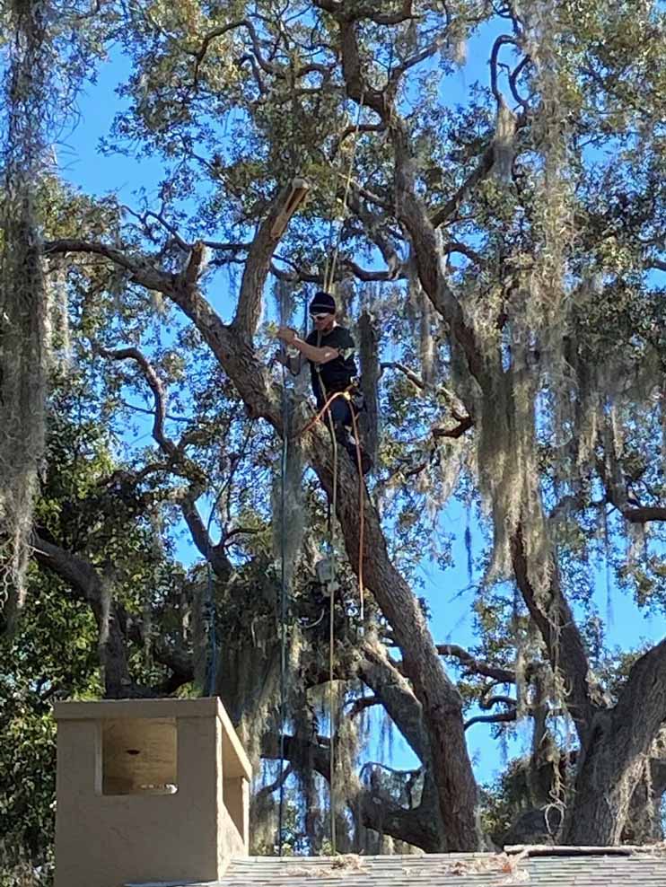 Tree Services Daytona Beach FL Tree Company Tree Solutions