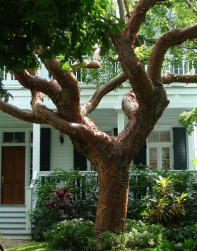 tree-solutions-central-florida-home-trees Photo Credit: Pixabay djacoby Central Florida home with well manicured trees image