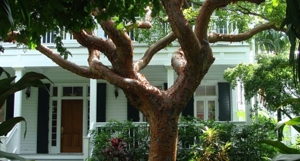 Photo Credit: Pixabay djacoby Central Florida home with well manicured trees image