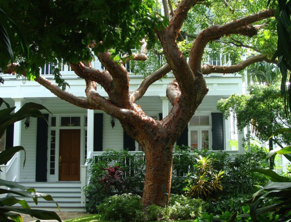 Photo Credit: Pixabay djacoby Central Florida home with well manicured trees image
