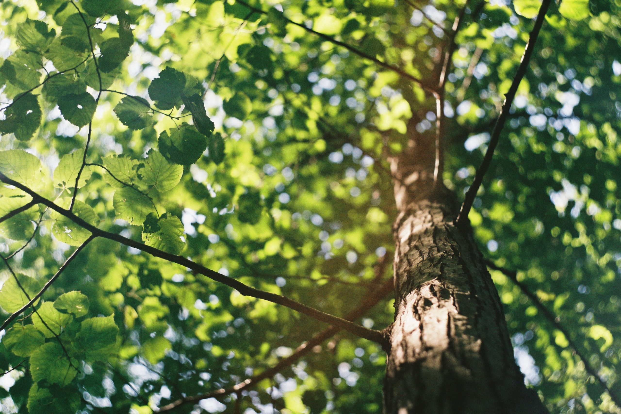 Tree Solutions Maintenance Canopy image