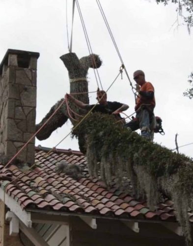 tree-solutions-emergency-removal Tree Solutions tree removal image