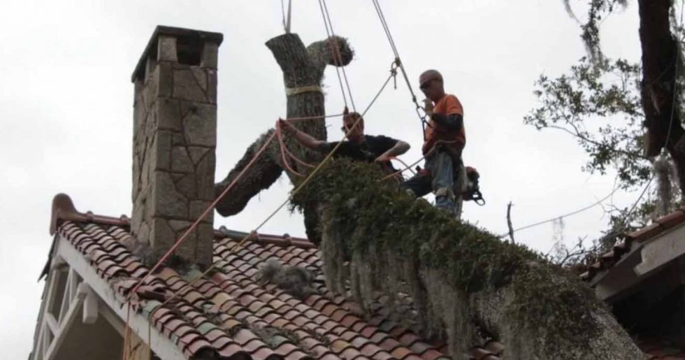 Tree Solutions tree removal image