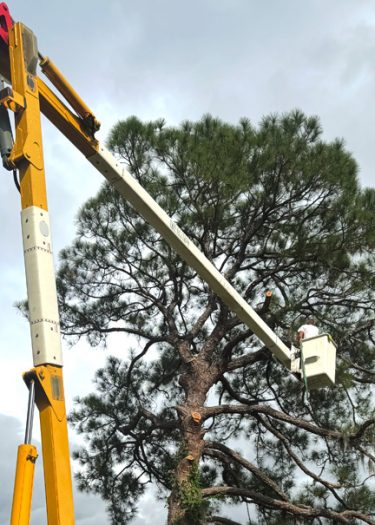 tree-solutions-large-crane