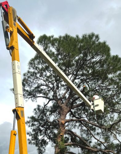 tree-solutions-large-crane tree-solutions-large-crane