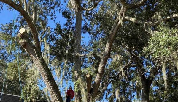 tree-solutions-tree-maintenance
