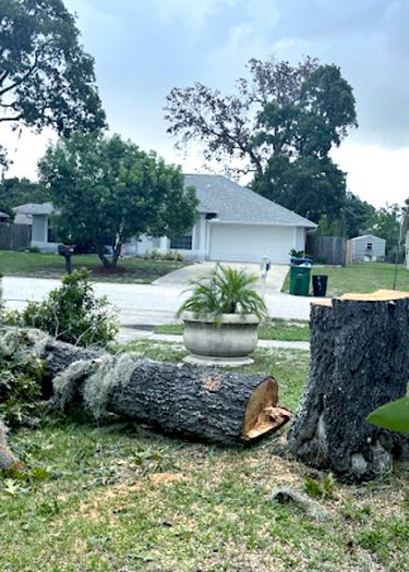 tree solutions large tree removal image