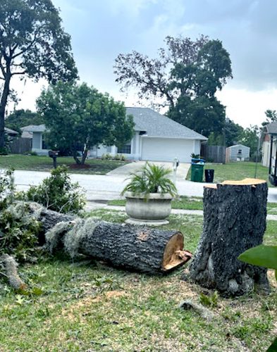 tree-solutions-truck-removal tree solutions large tree removal image