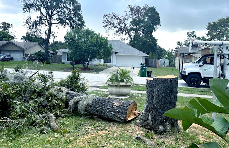 tree solutions large tree removal image